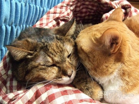 ネコ写真67連発