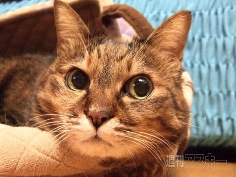 ネコ写真67連発