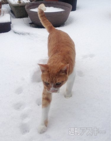 ネコ写真67連発