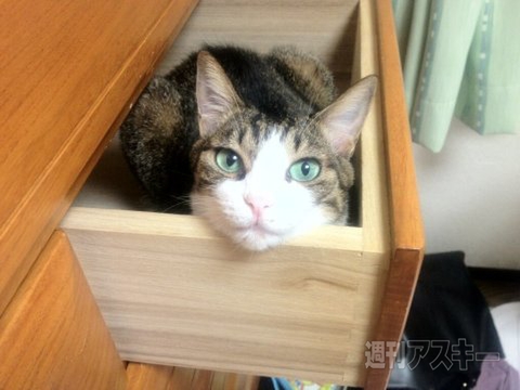 ネコ写真67連発