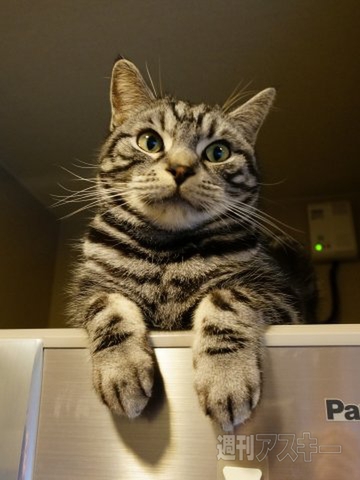 ネコ写真67連発