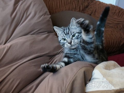 ネコ写真67連発