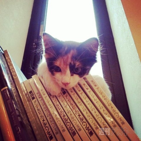 ネコ写真67連発