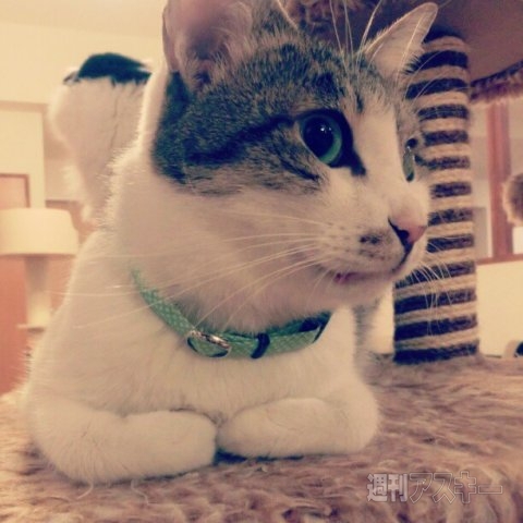 ネコ写真67連発