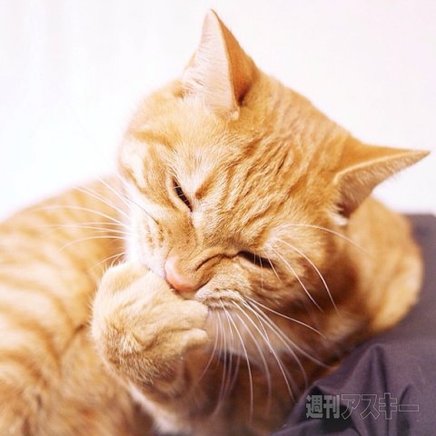 ネコ写真67連発