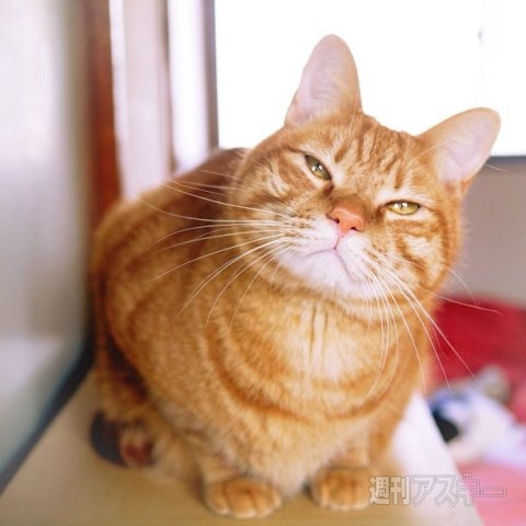 ネコ写真67連発