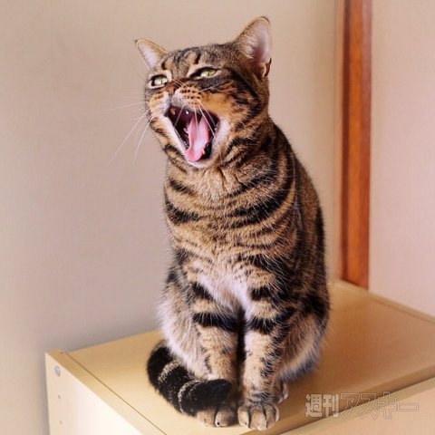 ネコ写真67連発