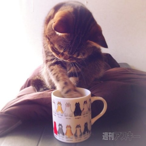 ネコ写真67連発