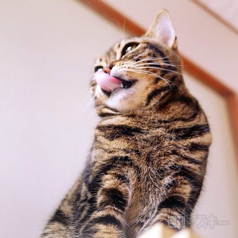 ネコ写真67連発