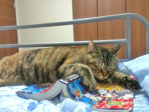 ネコ写真67連発