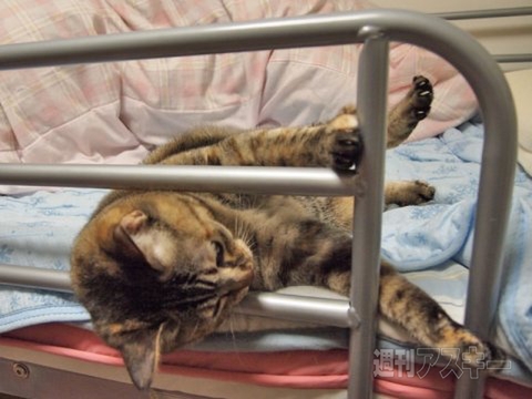 ネコ写真67連発