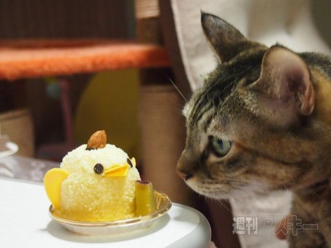 ネコ写真67連発