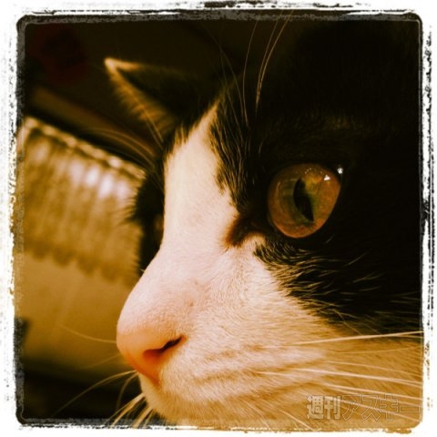 ネコ写真67連発