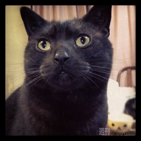 ネコ写真67連発