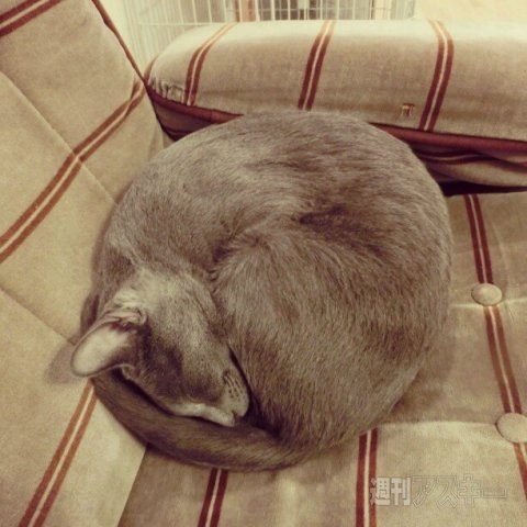 ネコ写真67連発