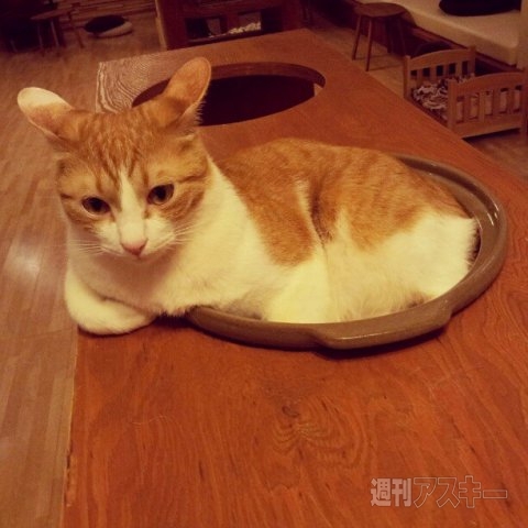 ネコ写真67連発