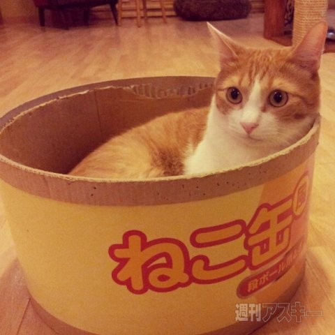 ネコ写真67連発