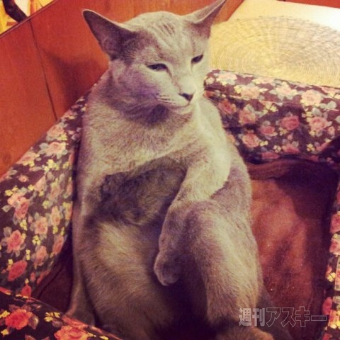 ネコ写真67連発