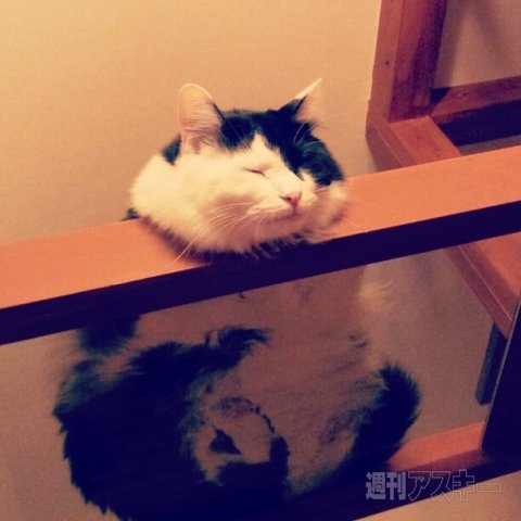 ネコ写真67連発