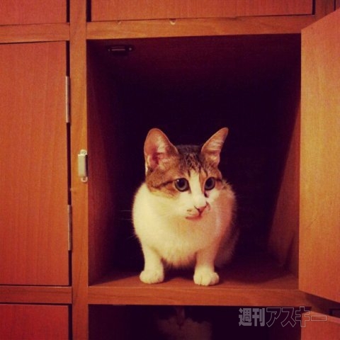 ネコ写真67連発