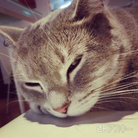 ネコ写真67連発