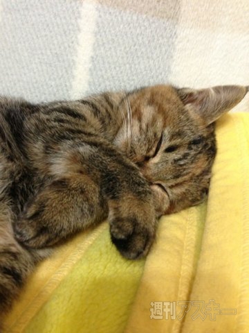 ネコ写真67連発