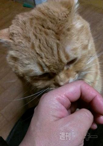 ネコ写真67連発