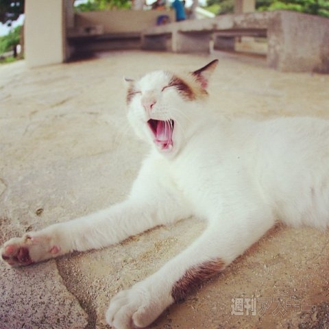 ネコ写真67連発