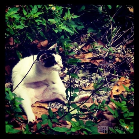 ネコ写真67連発