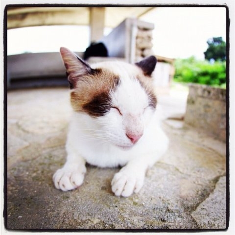 ネコ写真67連発