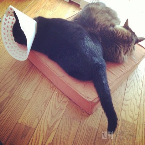 ネコ写真67連発