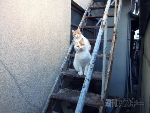 ネコ写真67連発