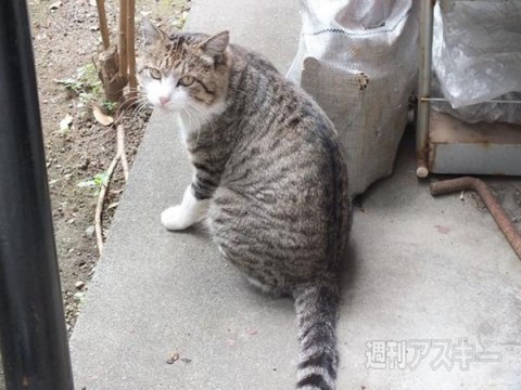 ネコ写真67連発