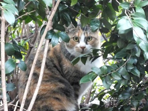 ネコ写真67連発