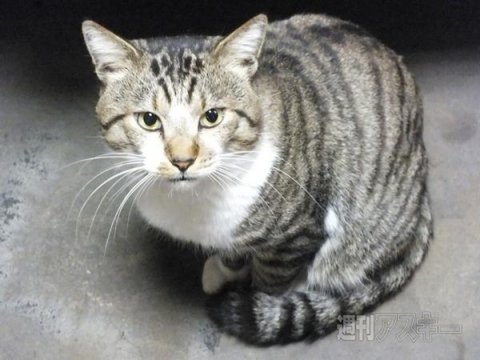 ネコ写真67連発