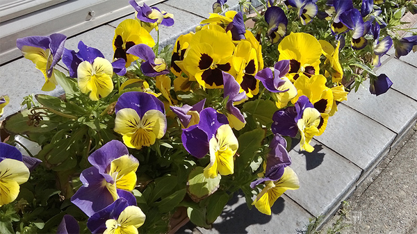 2万円台のWP8端末『Lumia 520』レビュー