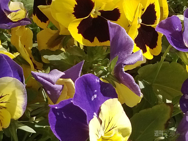 2万円台のWP8端末『Lumia 520』レビュー