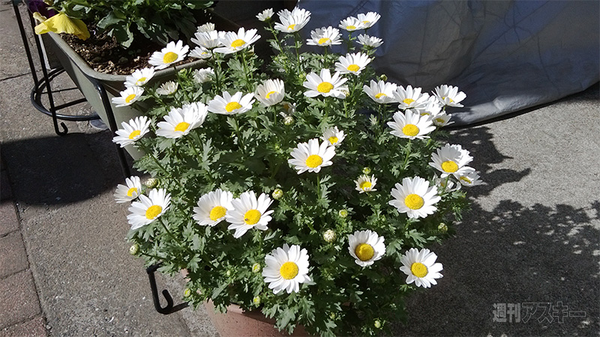 2万円台のWP8端末『Lumia 520』レビュー