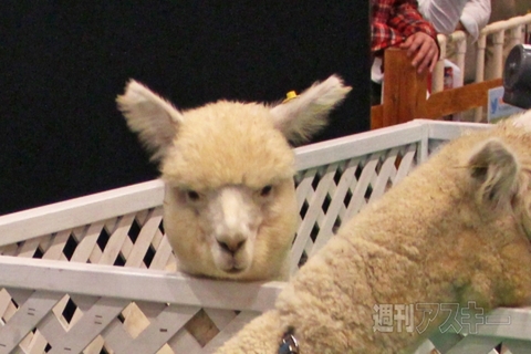 アルパカさんがみてる