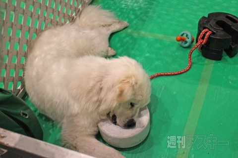 わんわんわんお