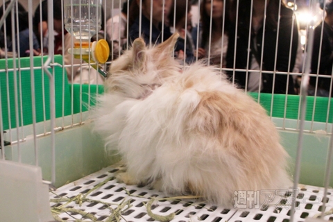 あんごらうさぎ