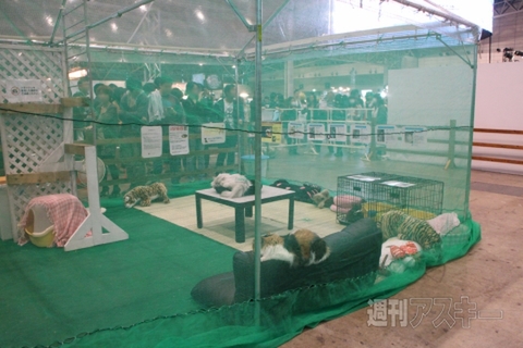 もふもふねこテント