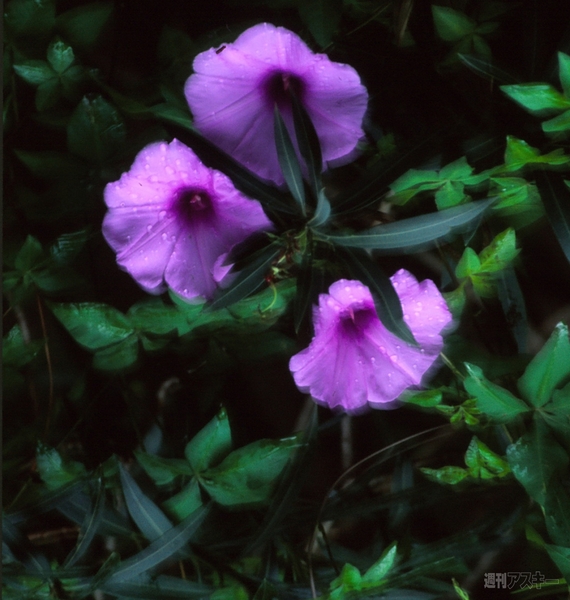 Adobe Creative Cloud CC