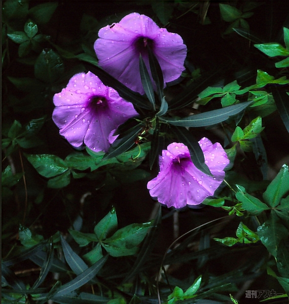 Adobe Creative Cloud CC