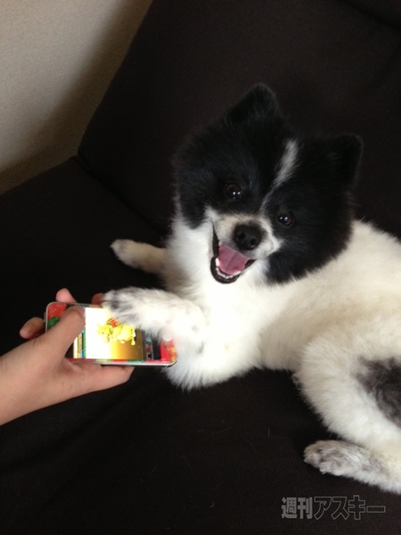 パズドラ：ゴットフェスで狙いのモンスター奇跡的にゲット