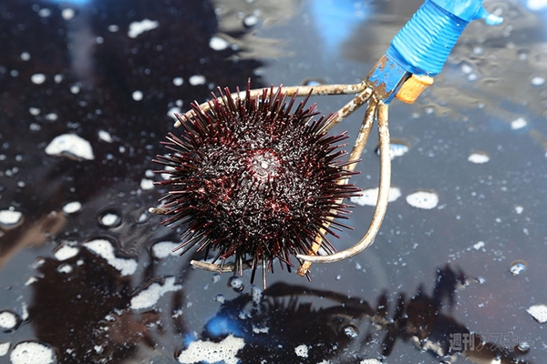  ニコニコ町会議2013岩手