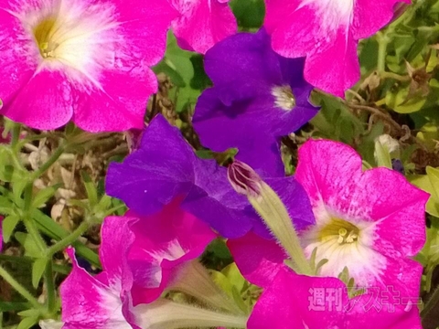 4100万画素のLumia 1020を実写画像付きで最速レビュー