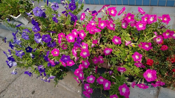 4100万画素のLumia 1020を実写画像付きで最速レビュー