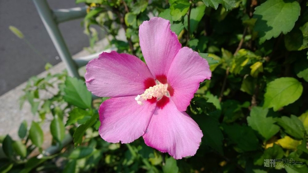 4100万画素のLumia 1020を実写画像付きで最速レビュー