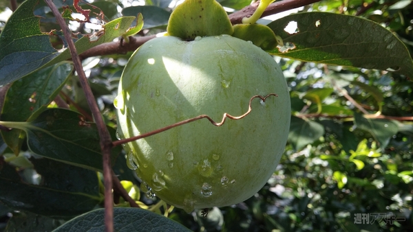 Androidスマホ最高峰!?『LG G2』1stインプレ 日本発売熱望！